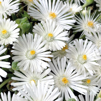 Visuel 1 du produit Delosperma 'Lido' Blanc - Le pot de 9x9 cm