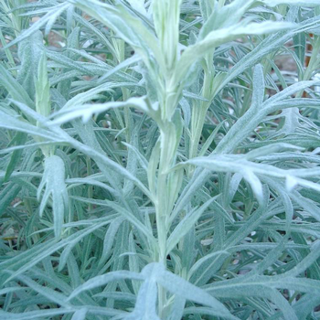 Visuel 1 du produit Armoise vivace - Le pot de 10,5 cm