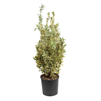 Visuel 1 du produit Euonymus Japonicus Bravo vert 40/60 cm en pot de 10 L