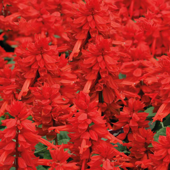 Visuel 1 du produit Sauge splendens rouge - La barquette de 4 plants