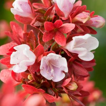 Visuel 1 du produit Abélia Floribunda rose 30/40. Le pot de 3 litres