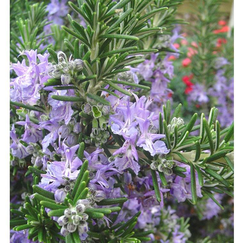 Visuel 1 du produit Romarin Officinal Bio. Le pot de 2,5 litres