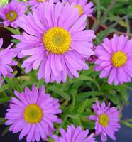 Visuel 1 du produit Aster des Alpes - Le pot de 10,5 cm