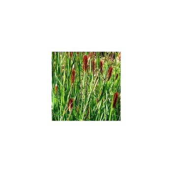 Visuel 1 du produit Pennisetum Red Bunny Tails - Le pot de 4 litres
