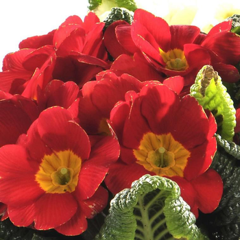 Visuel 1 du produit Primevère des jardins x 3 - Le panier déco de 20 cm