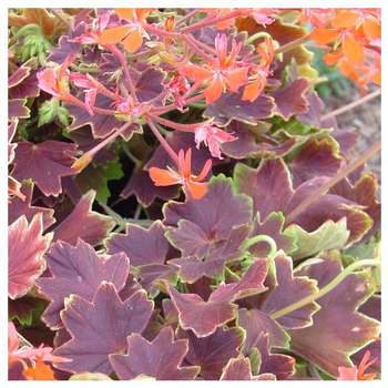 Visuel 1 du produit Géranium de collection - Le pot de 2,5 litres