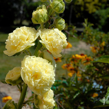 Visuel 1 du produit Rose Trémière double jaune - Le pot de 1 litre