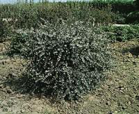 Visuel 1 du produit Olearia Virgata 80/100 cm en pot de 4 L