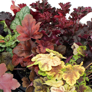 Visuel 1 du produit Heuchère Sweet Princess - Le pot de 1 litre