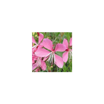 Visuel 1 du produit Gaura Lindheimeri Rosyjane Harrosy - Le pot de 3 litres