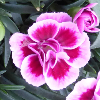 Visuel 1 du produit Dianthus Pink Kisses - La jardinière de 25 cm