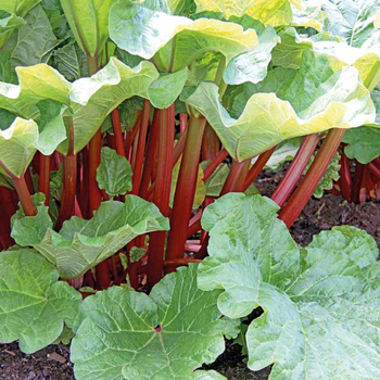 Visuel 1 du produit Rhubarbe Bio. Le pot de 2,5 litres