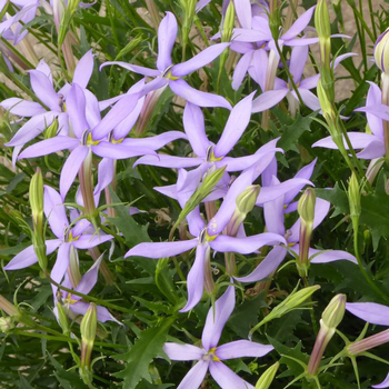 Visuel 1 du produit Isotoma - Le pot de 4 litres