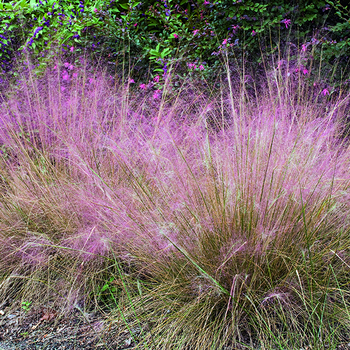 Visuel 1 du produit Muhlenbergia Capillaris Pink Cloud vert botanic®. Le pot de 2 litres