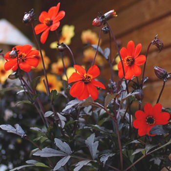 Visuel 1 du produit Dahlia Mystic Ladies Enchantment - Le pot de 4 litres