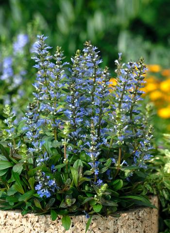 Visuel 1 du produit Bugle  - Le pot de 2 litres