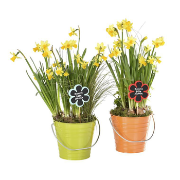 Visuel 1 du produit Plante avec cache pot - Le pot