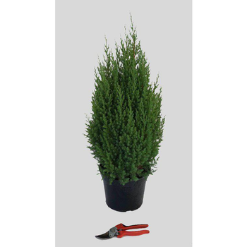 Visuel 1 du produit Juniperus Chinensis Stricta (Genévrier de Chine) 60/80 en pot de 5 L vert