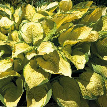 Visuel 1 du produit Hosta Golden - Le pot de 9 x 9 cm