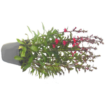 Visuel 1 du produit Lobélia Fan Scarlet - Le pot de 3 litres