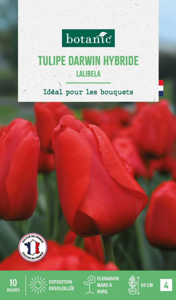 Visuel 1 du produit Tulipe darwin hybride lalibela botanic® - 10 bulbes