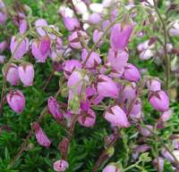 Visuel 1 du produit Calluna Daboecia - Le pot de 10.5 cm