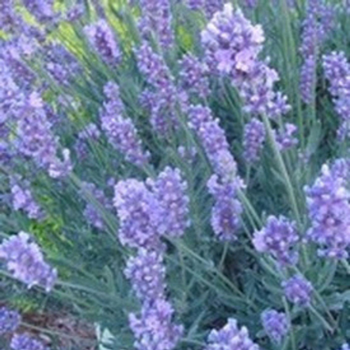 Visuel 1 du produit Lavandula Angistifolia Bio - Le pot de 1 litre