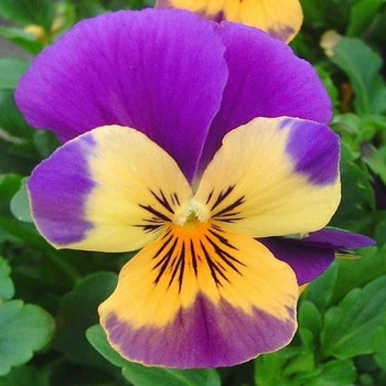 Visuel 1 du produit Violette cornue ou Viola Cornuta. Le pot de Ø 10,5 cm