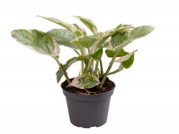 Visuel 1 du produit Scindapsus N’Joy mini. Le pot de Ø 6 x H 10 cm