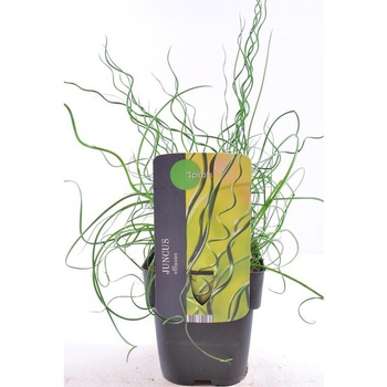 Visuel 1 du produit Juncus effucus spiralis