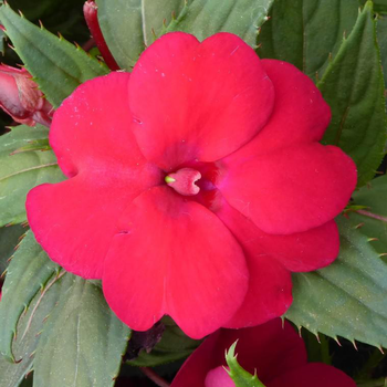 Visuel 1 du produit Impatiens ou Impatience Sunpatiens à fleurs multicolores - Le pot de 0,5 litre