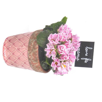 Visuel 1 du produit Primevère à fleurs doubles - Avec cache pot