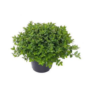 Visuel 1 du produit Spiraera Japonica Little Princess - Pot de 5L