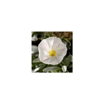 Visuel 1 du produit Convolvulus Cneorum - Le pot de 1 litre