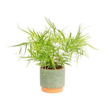 Visuel 1 du produit Pteris Mix vert avec cache-pot décoratif. Ø 13 cm