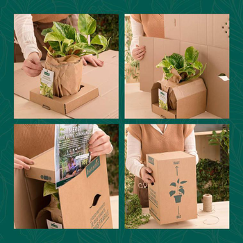 Visuel 1 du produit Tulbaghia violacea en pot de 3 litres
