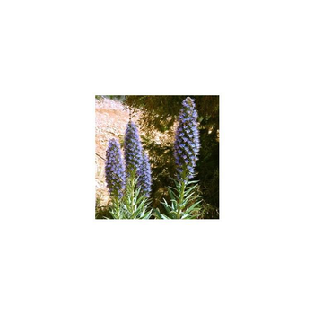Visuel 1 du produit Echium Candicans - Le pot de 10 litres