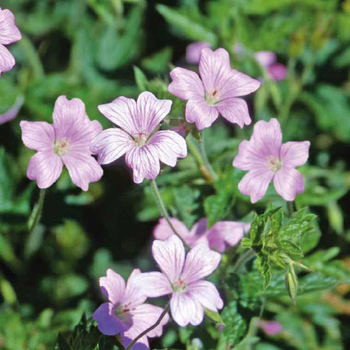 Visuel 1 du produit Geranium Endressii Rose - Le pot de 9 x 9 cm