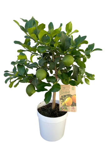 Visuel 1 du produit Citronnier Zagara Bianca coloris jaune - 5 L