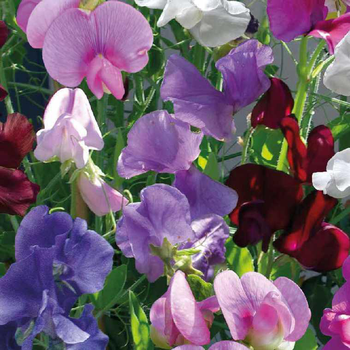 Visuel 1 du produit Pois de Senteur - Le pot de 9 x 9 cm