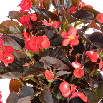 Visuel 1 du produit Bégonia Big à fleurs multicolores - Le pot de 3 litres