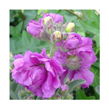 Visuel 1 du produit Giroflée de Nice - Le pot de 1 litre