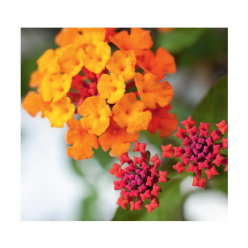 Visuel 1 du produit Lantana - Le pot de 4 litres