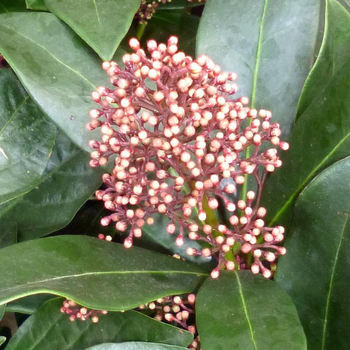 Visuel 1 du produit Skimmia Japonica Collection - La coupe de 32 cm