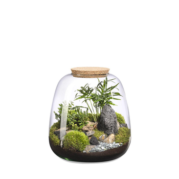 Visuel 1 du produit Terrarium autonome Moly Landscape botanic® - taille L