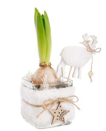 Visuel 1 du produit Jacinthe blanche. Le pot 7,5 x 7,5 cm.