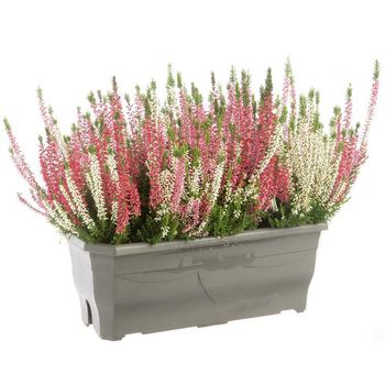 Visuel 1 du produit Trio de Callune ou Bruyère commune à fleurs multicolores - La jardinière de 40 cm