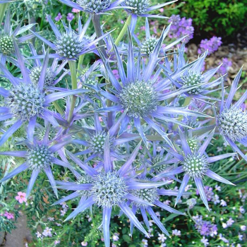 Visuel 1 du produit Panicaut ou Eryngium planum à fleurs bleues - Le pot de 7,5 litres