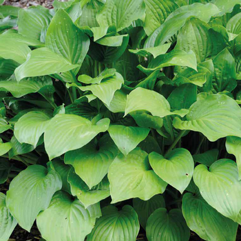 Visuel 1 du produit Hosta Royal - Le pot de 9 x 9 cm