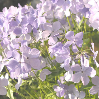 Visuel 1 du produit Phlox divariqué multicolore en pot de 2 L